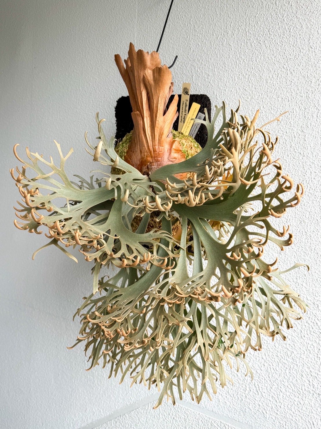 ビカクシダ ウィリンキー 'カグヤ' スポア | GREEN LUCK