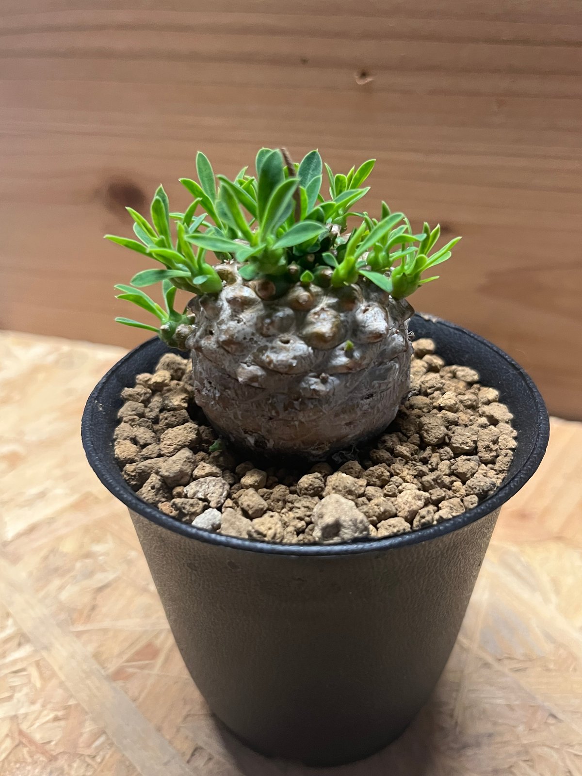 ユーフォルビア　峨眉山 ユーフォルビア 峨眉山 | GREEN LUCK