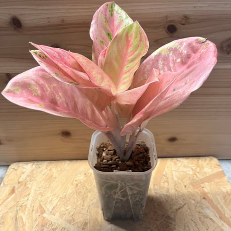 aglaonema | STORES