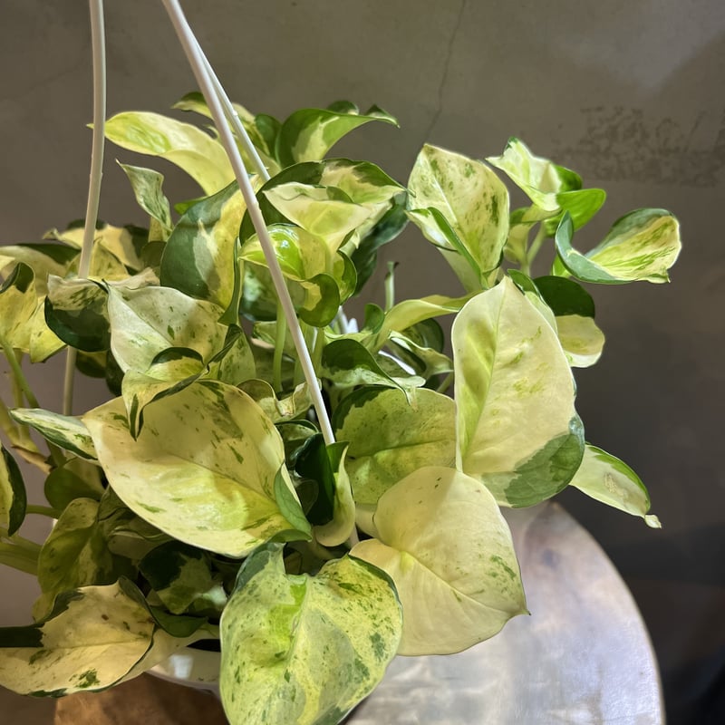 ポトス 希少！！　グローバルトリカラー　　 鉢ごと 園芸ネット本店｜ポトス：ごーじゃすポトスセット（グローバル