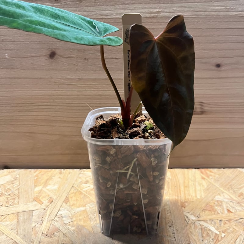 アンスリウム ダーケストパナマ×ソウルリーパー | GREEN LUCK