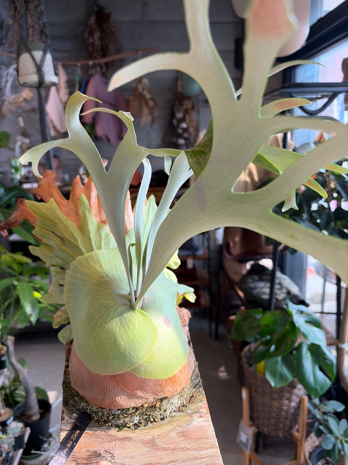 P.willinckii cv.zion ビカクシダ P.willinckii cv.zion ビカクシダ