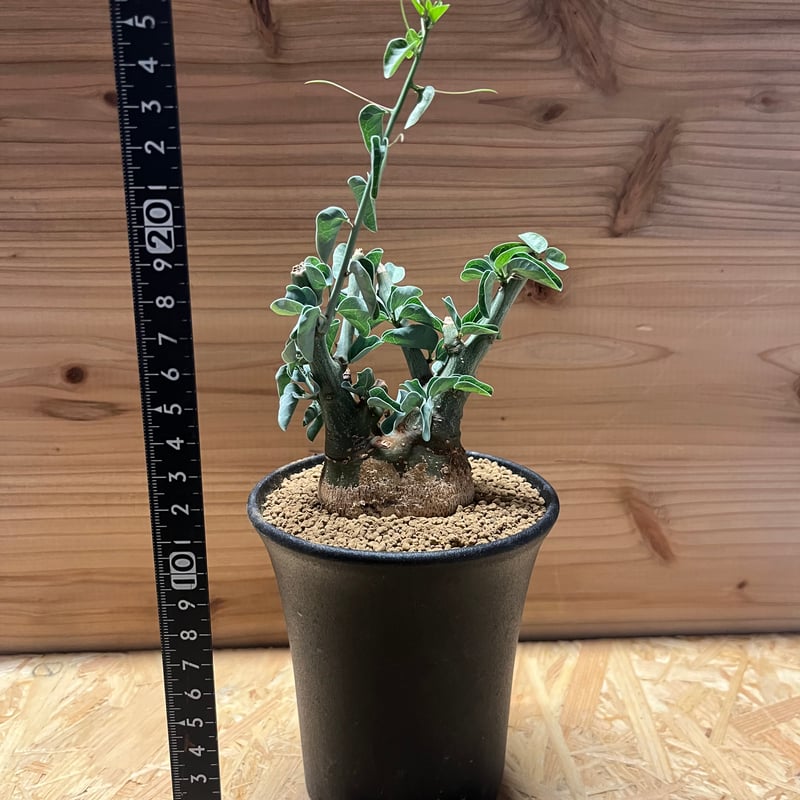 アデニア スピノーサ | GREEN LUCK