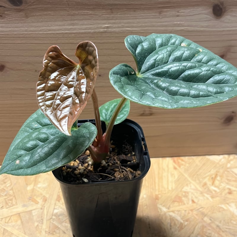 アンスリウム ルクスリアンス | GREEN LUCK