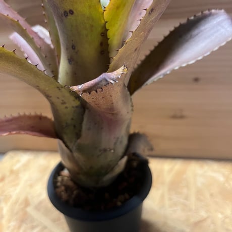 ホヘンレゲリア　アイスティー