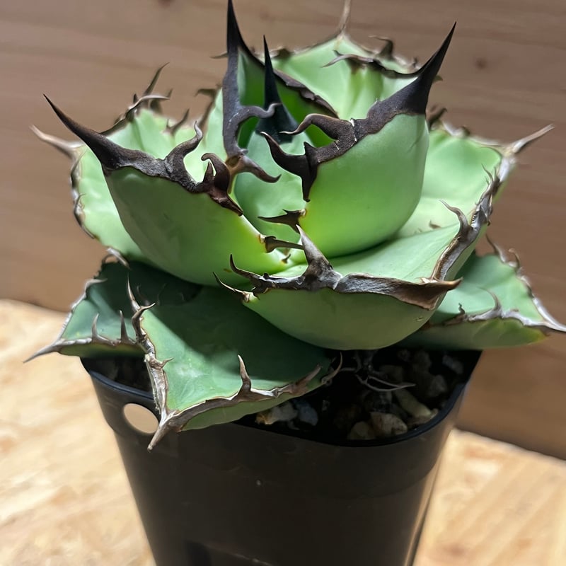 アガベ チタノタ USノーネーム | GREEN LUCK
