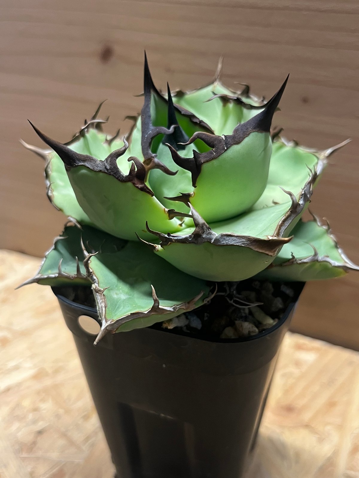 アガベ チタノタ USノーネーム | GREEN LUCK