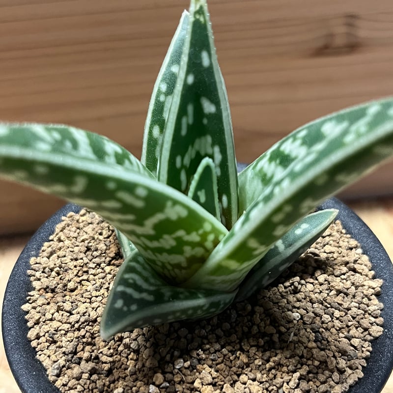 アロエ 千代田錦 | GREEN LUCK