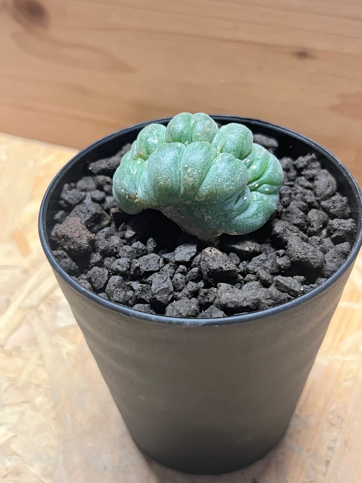 ロフォフォラ 鳥羽玉 綴化 | GREEN LUCK