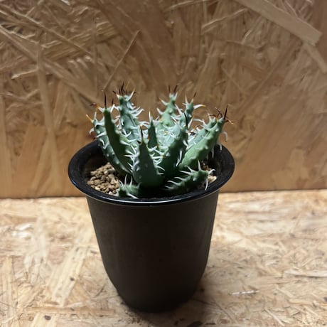 激レア 5ヘッド アロエ エリナケア アロエのエリナケアを迎えて初の植替え！出てきた土と新たな事実に驚き