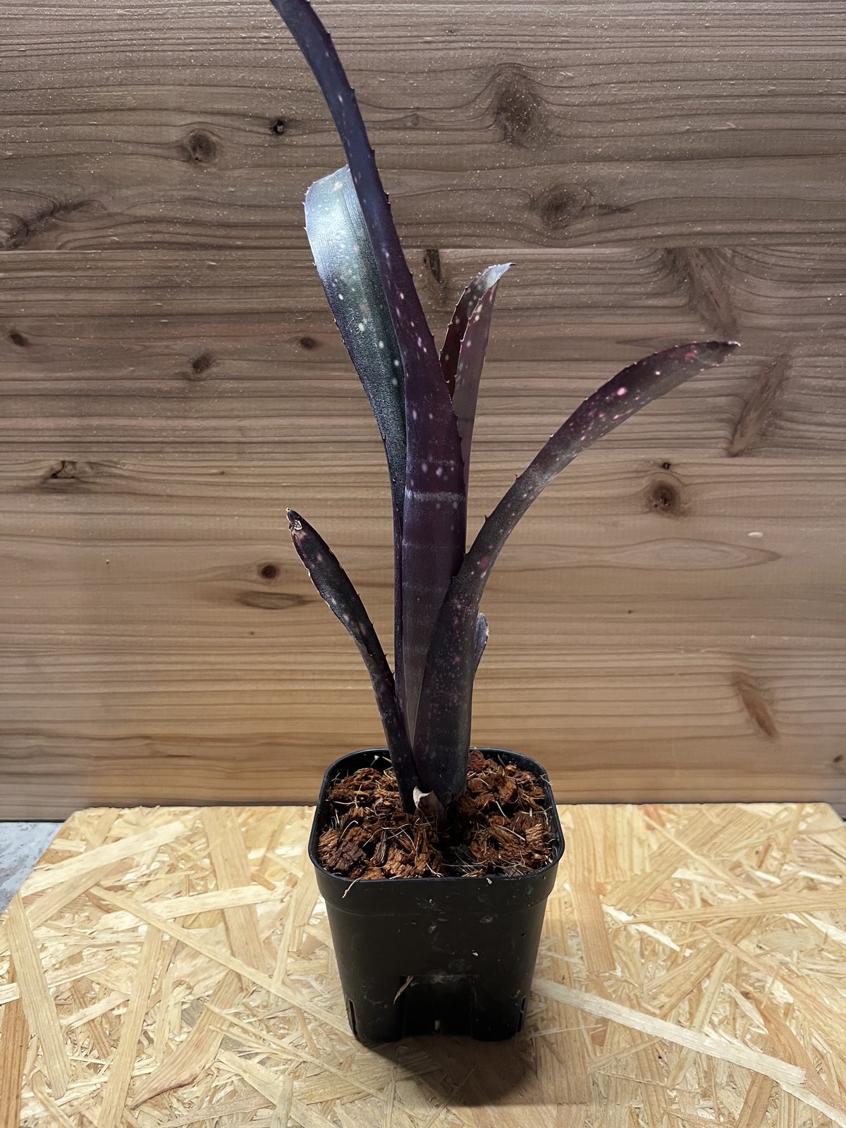 ビルベルギア エルゾロ | GREEN LUCK