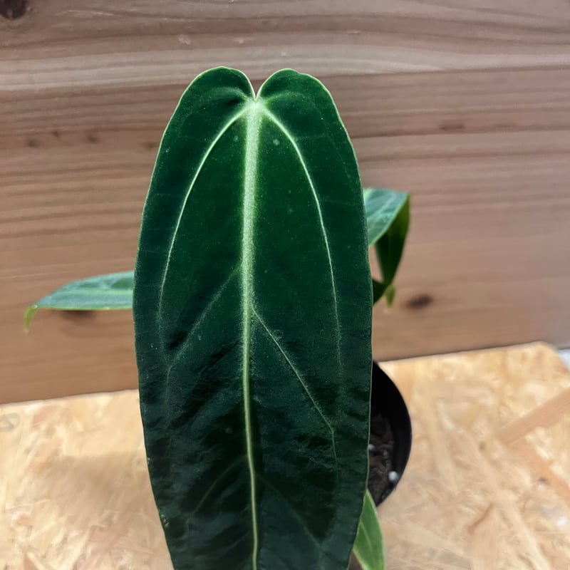 アンスリウム ワロクアナム | GREEN LUCK