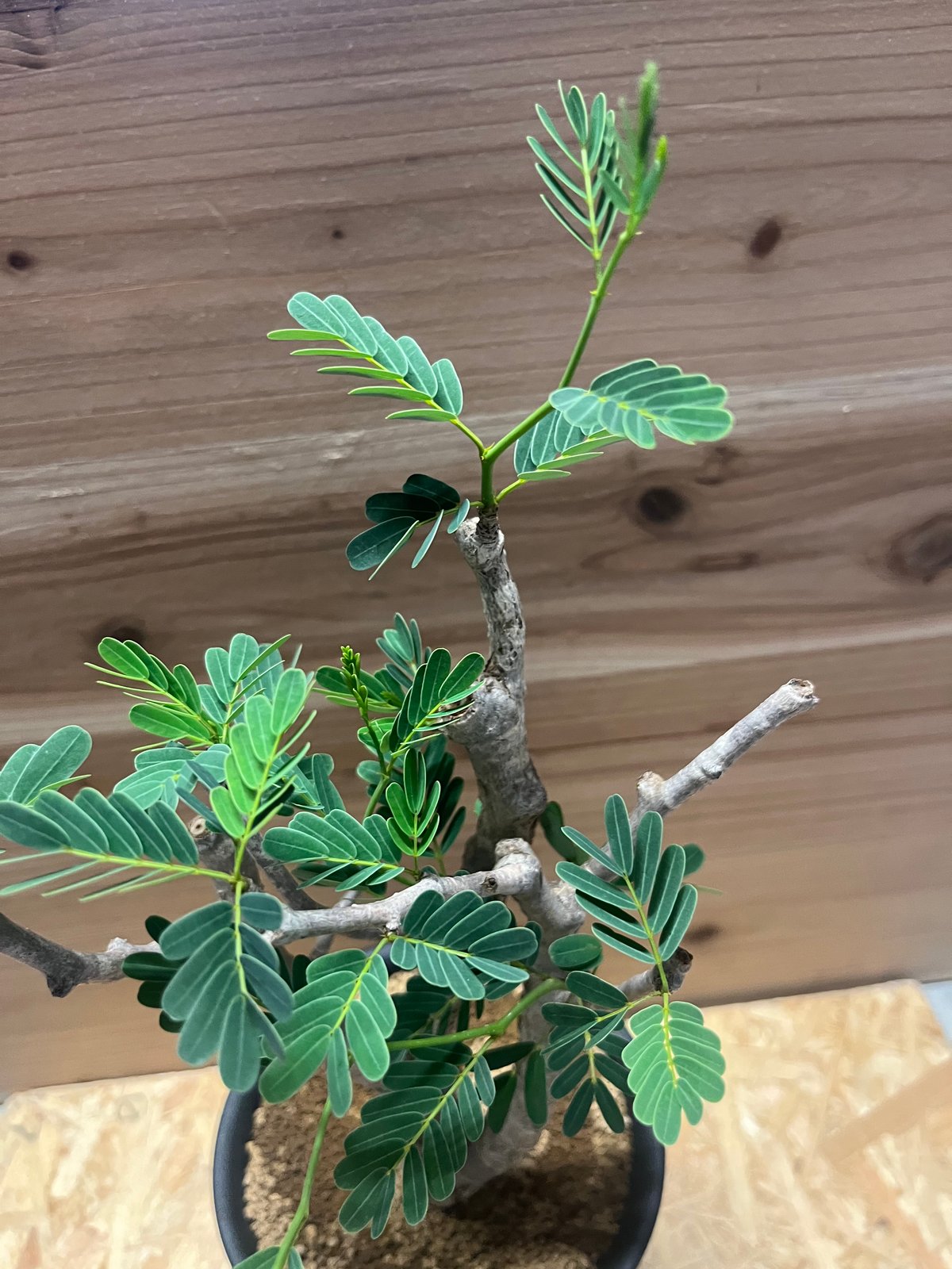 センナ メリディオナリス　発根済み センナ メリディオナリス （発根済み） RF231713(T) | RAFLUM