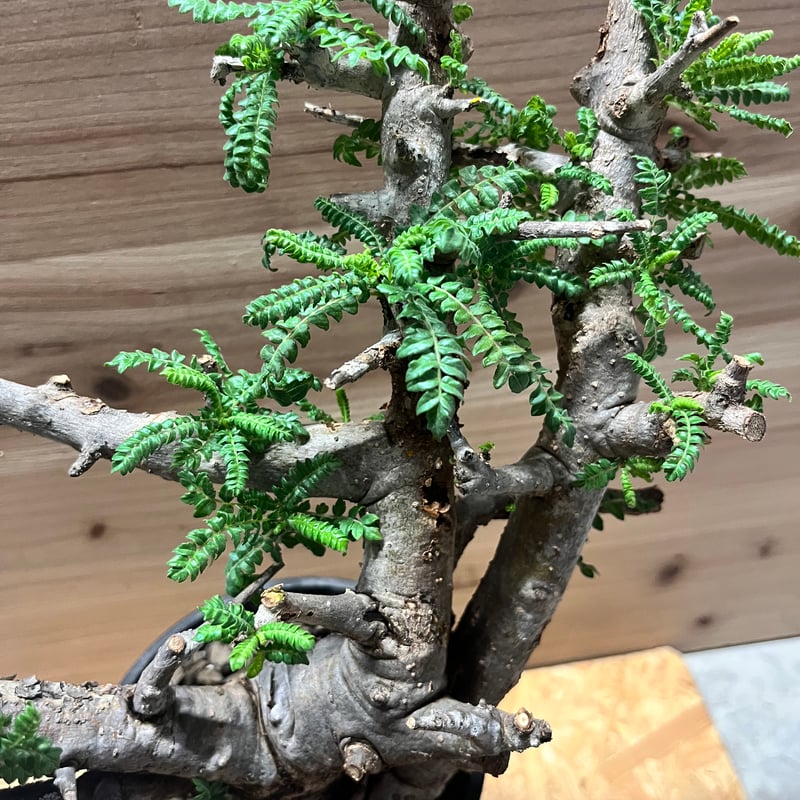 ボスウェリア　ネグレクタ ボスウェリア ネグレクタ | GREEN LUCK