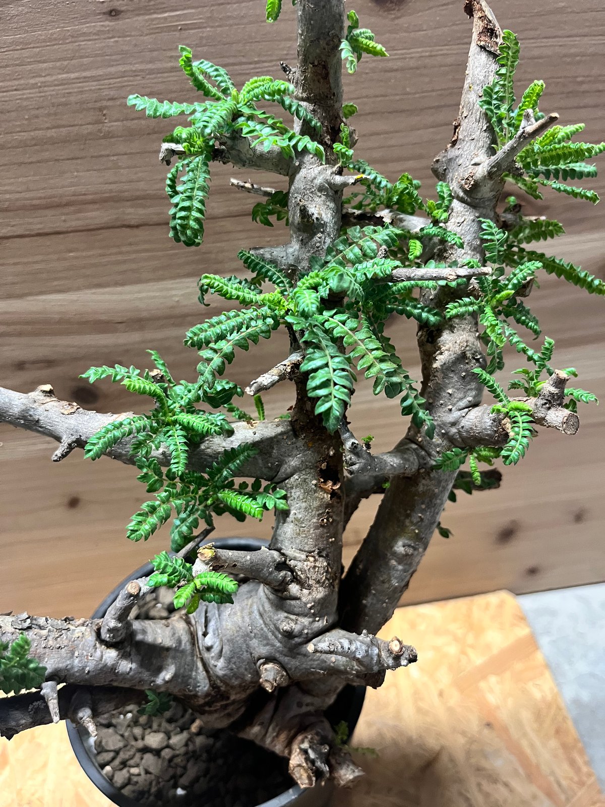 ボスウェリア ネグレクタ | GREEN LUCK