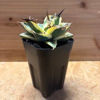 キルタンサス スピラリス | GREEN LUCK