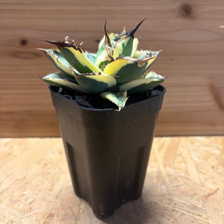 アガベ スナグルトゥース valiem アガベ チタノタ スナグルトゥース