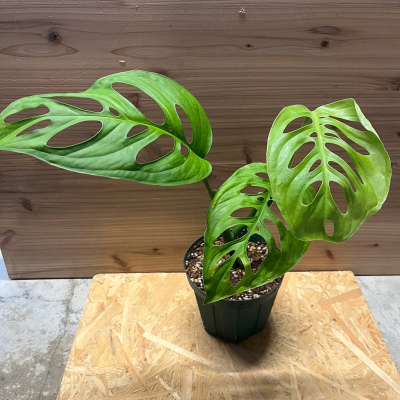 モンステラ エスケレート | GREEN LUCK