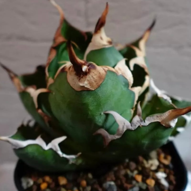 アガベ チタノタ ドラゴンクロウ | GREEN LUCK