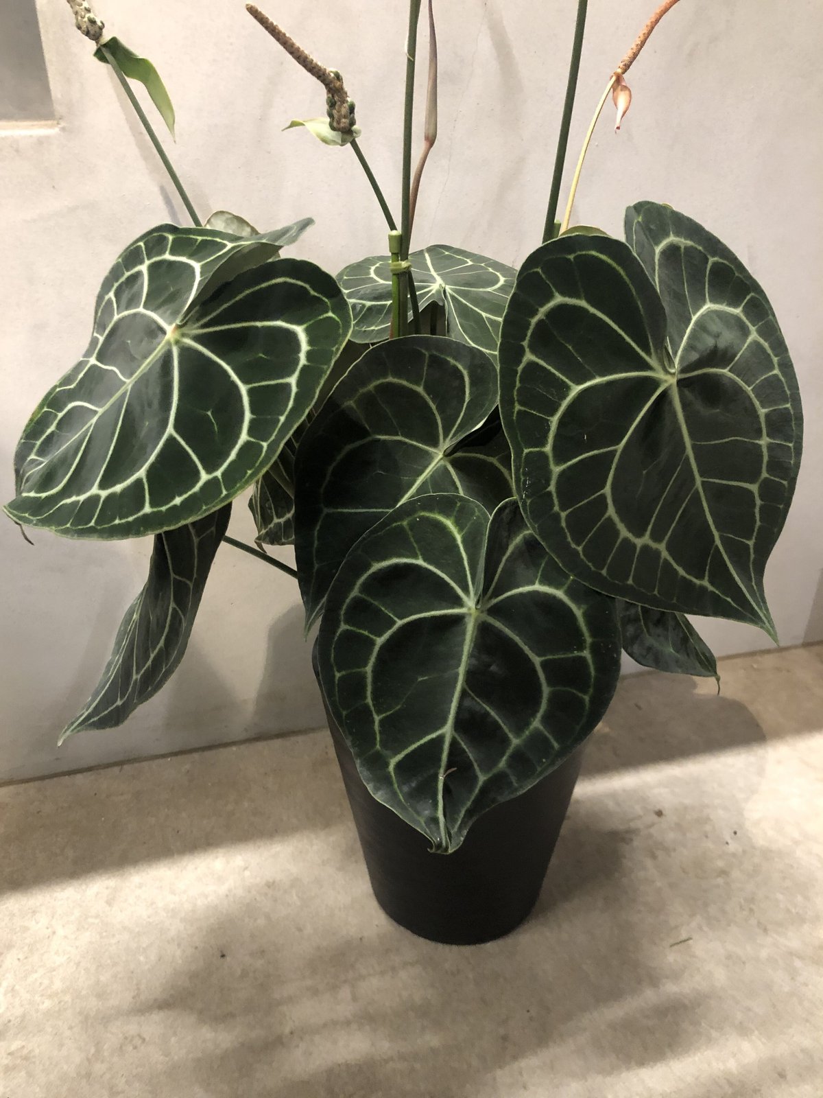 数量は多い クラリネルビウム アンスリウム | LUCK GREEN その他観葉植物
