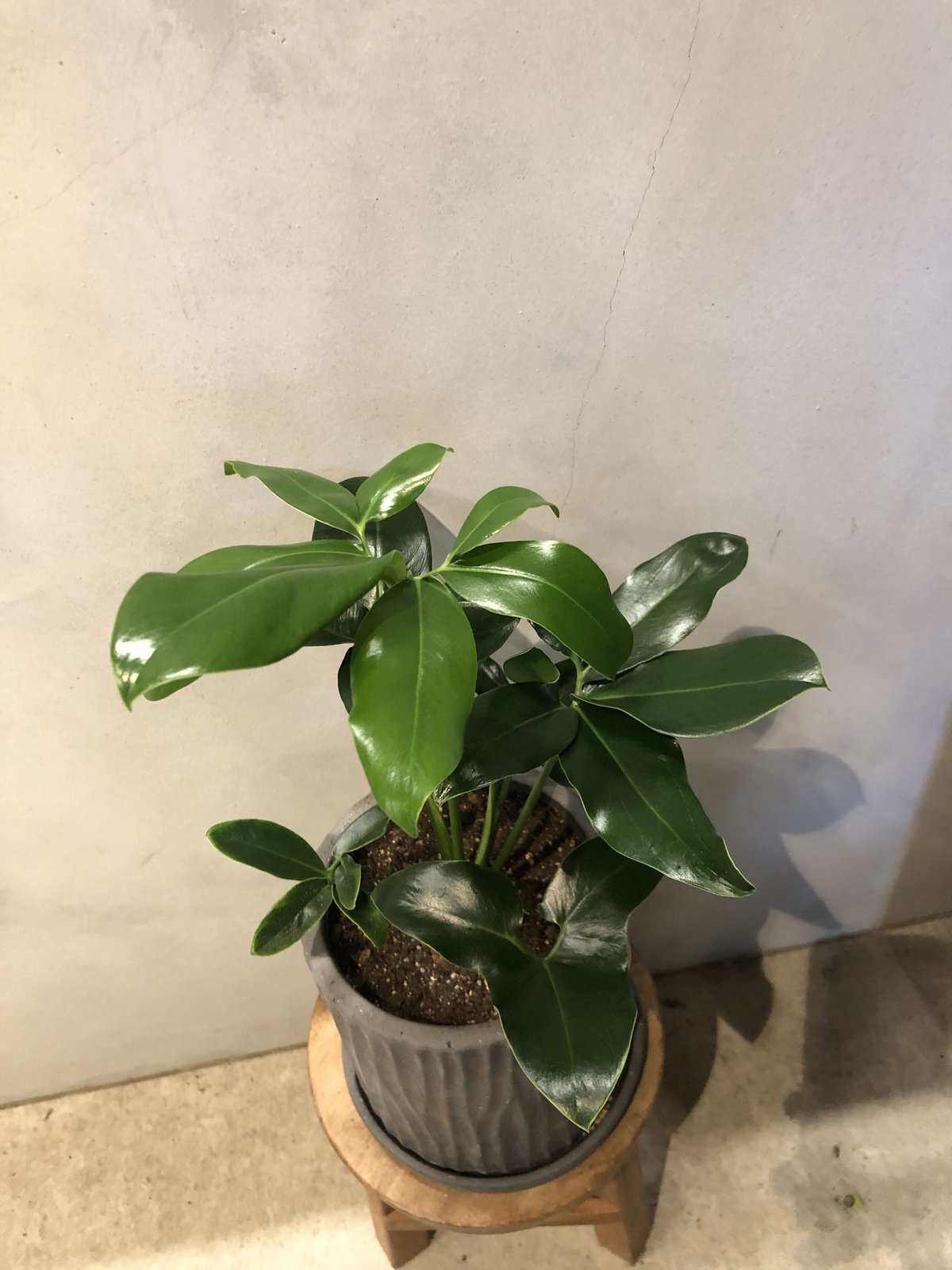 フィロデンドロン ゴエルディー | GREEN LUCK