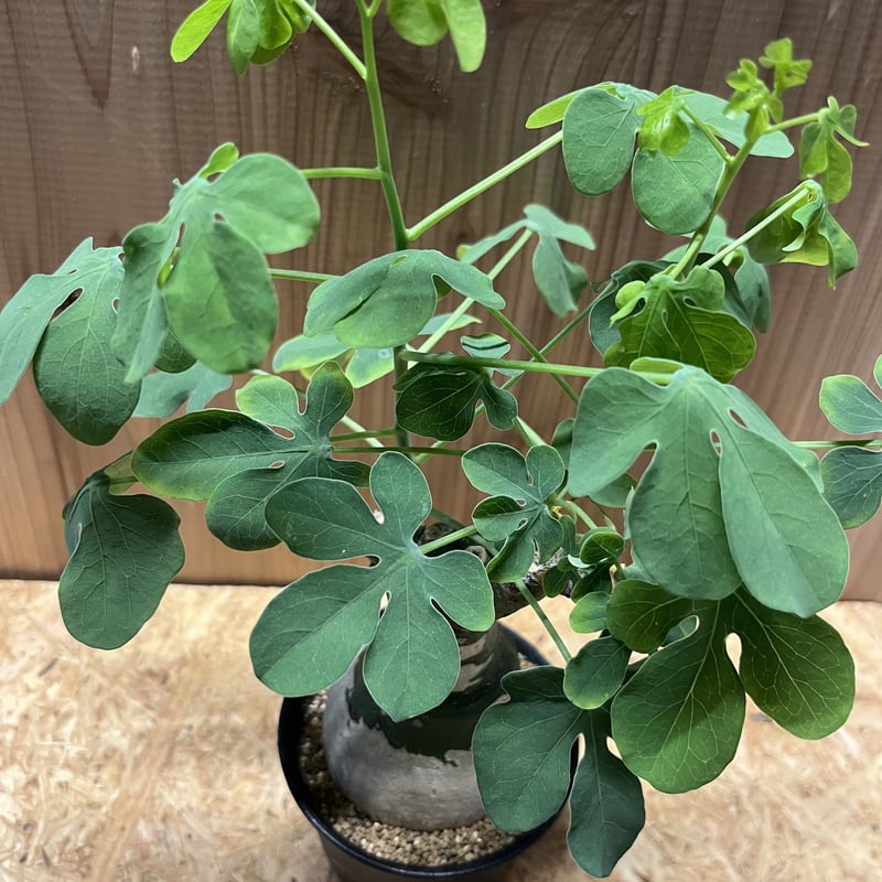 アデニア グラウカ | GREEN LUCK