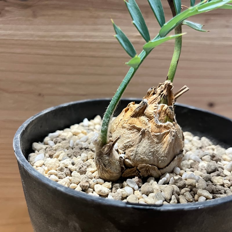 エンセファラルトス ホリダス | GREEN LUCK