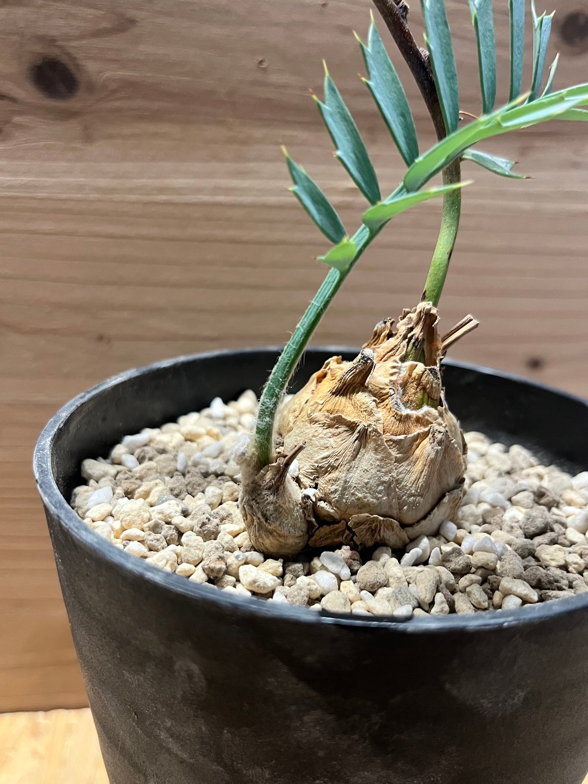 エンセファラルトス ホリダス | GREEN LUCK