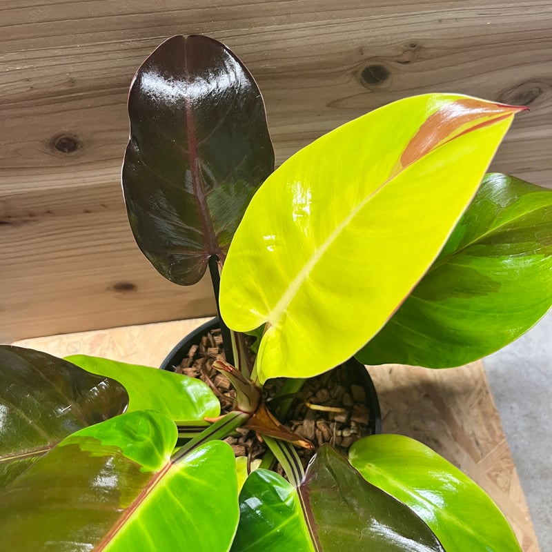 フィロデンドロン インペリアルイエローフレーム | GREEN LUCK