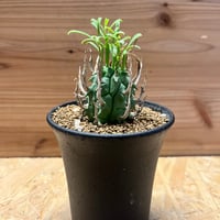 アガベ チタノタ 大螯蝦 ロブスター | GREEN LUCK