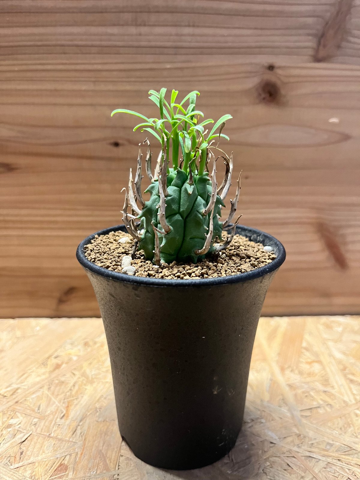 闘牛角　スコエンランディ　現地球 ユーフォルビア スコエンランディ 闘牛角 | GREEN LUCK