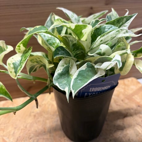 ポトス　'エクセレント'