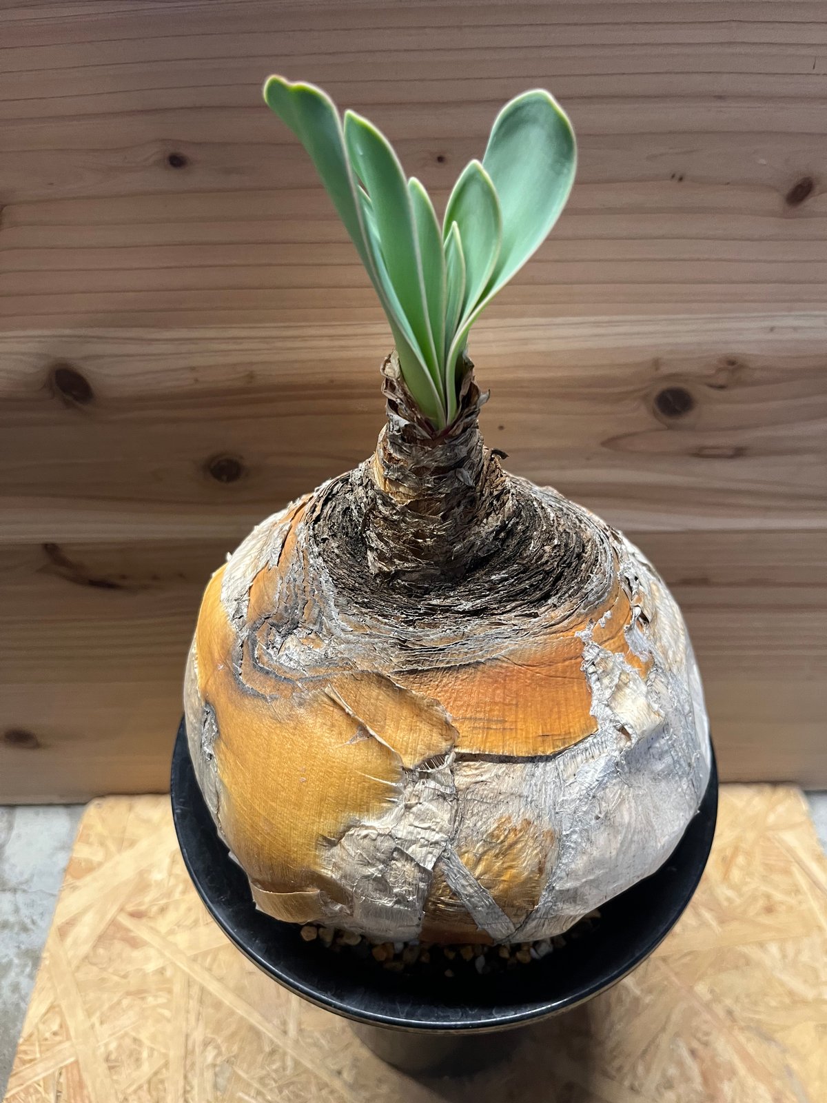 チ*ー様 ブーファン ハエマンソイデス ブーファン ハエマンソイデス（発根済み）RF22149 | RAFLUM