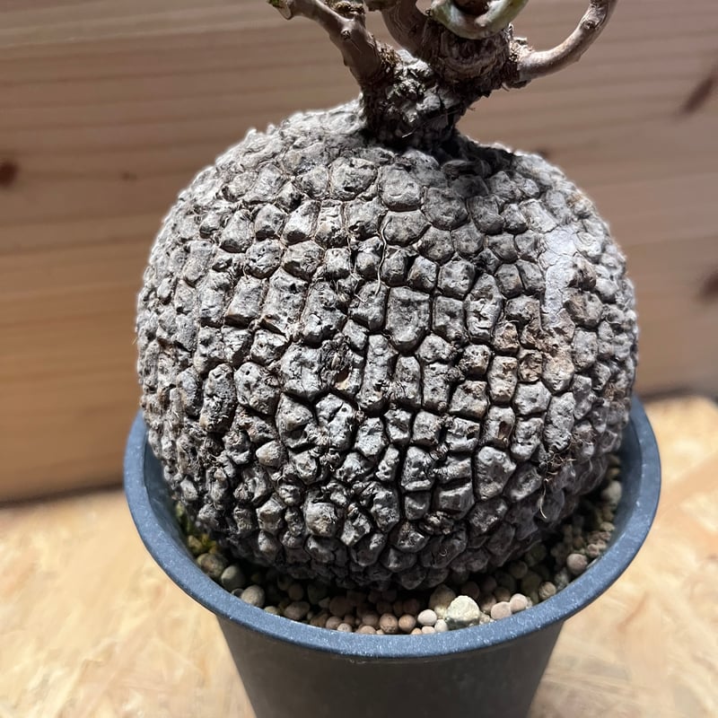 ステファニア スベローサ | GREEN LUCK