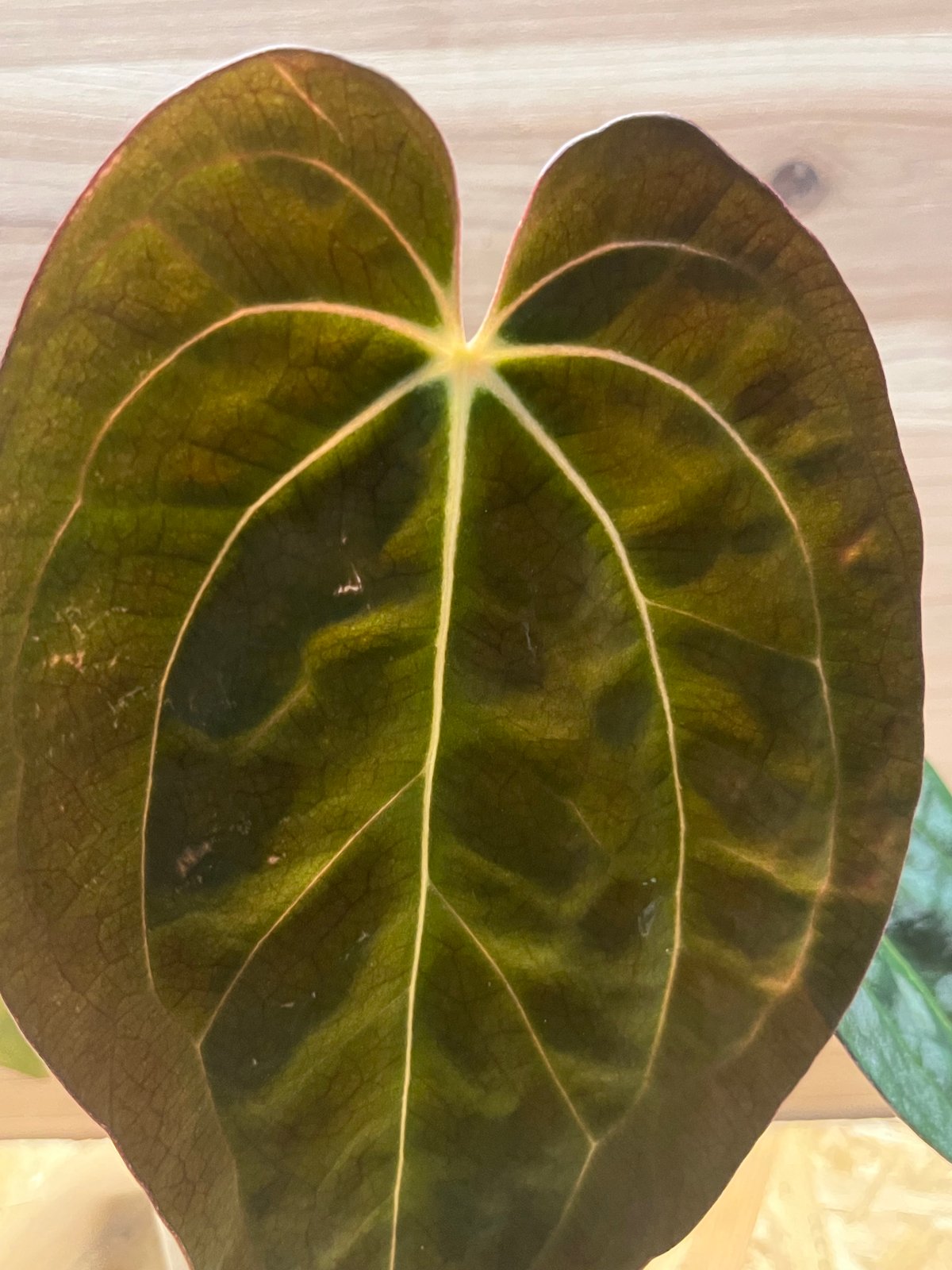 アンスリウム カーラブラッキー×パピリラミナム | GREEN LUCK