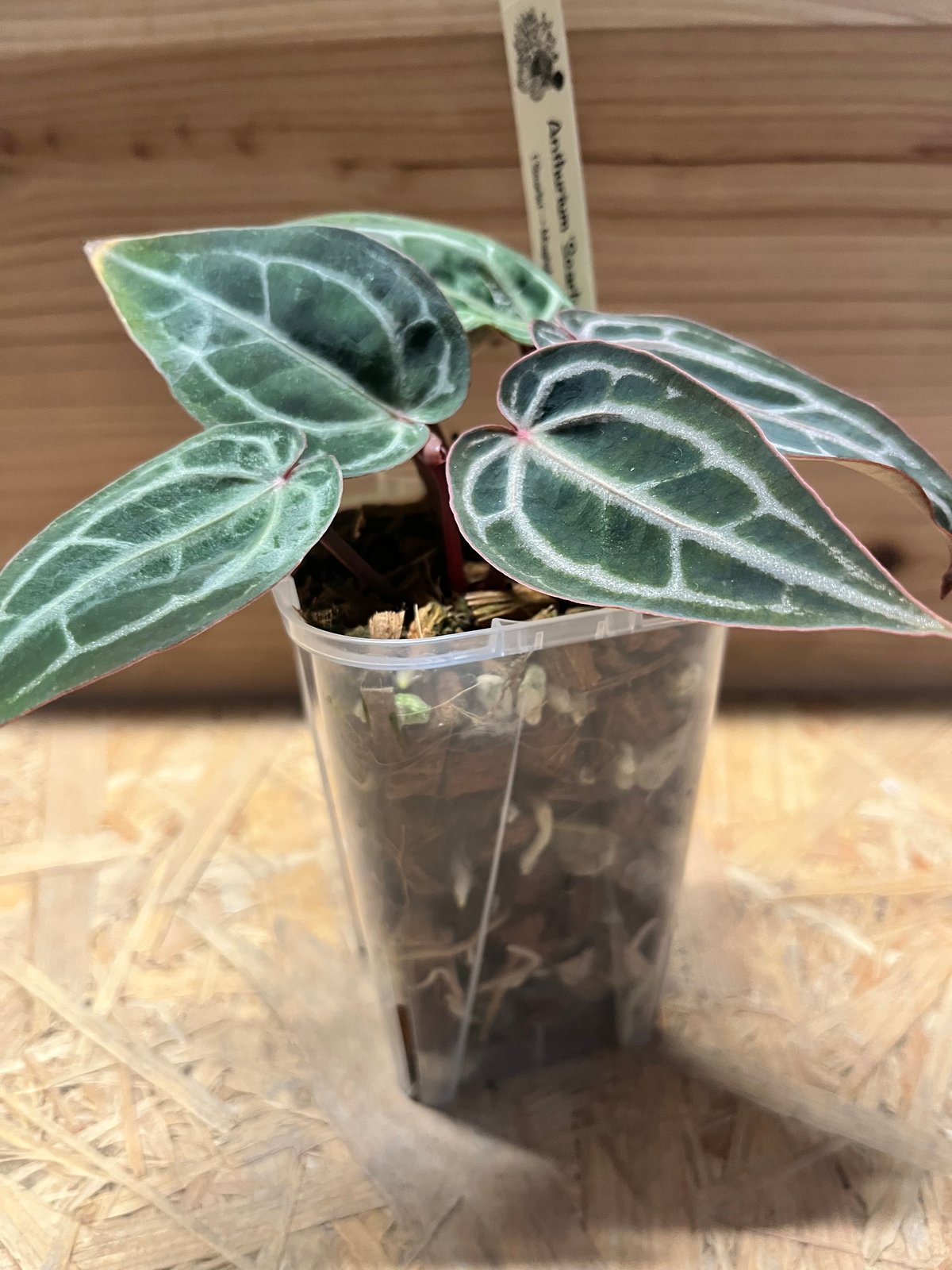 アンスリウム　スカーレット アンスリウム スカーレット | GREEN LUCK