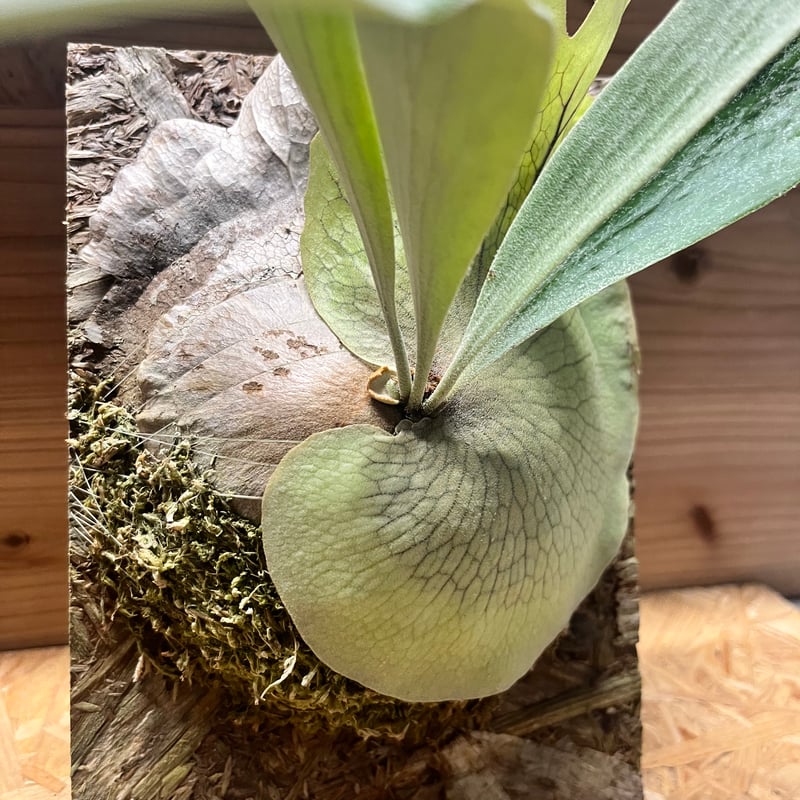 ビカクシダ ベイチー×E-1 | GREEN LUCK