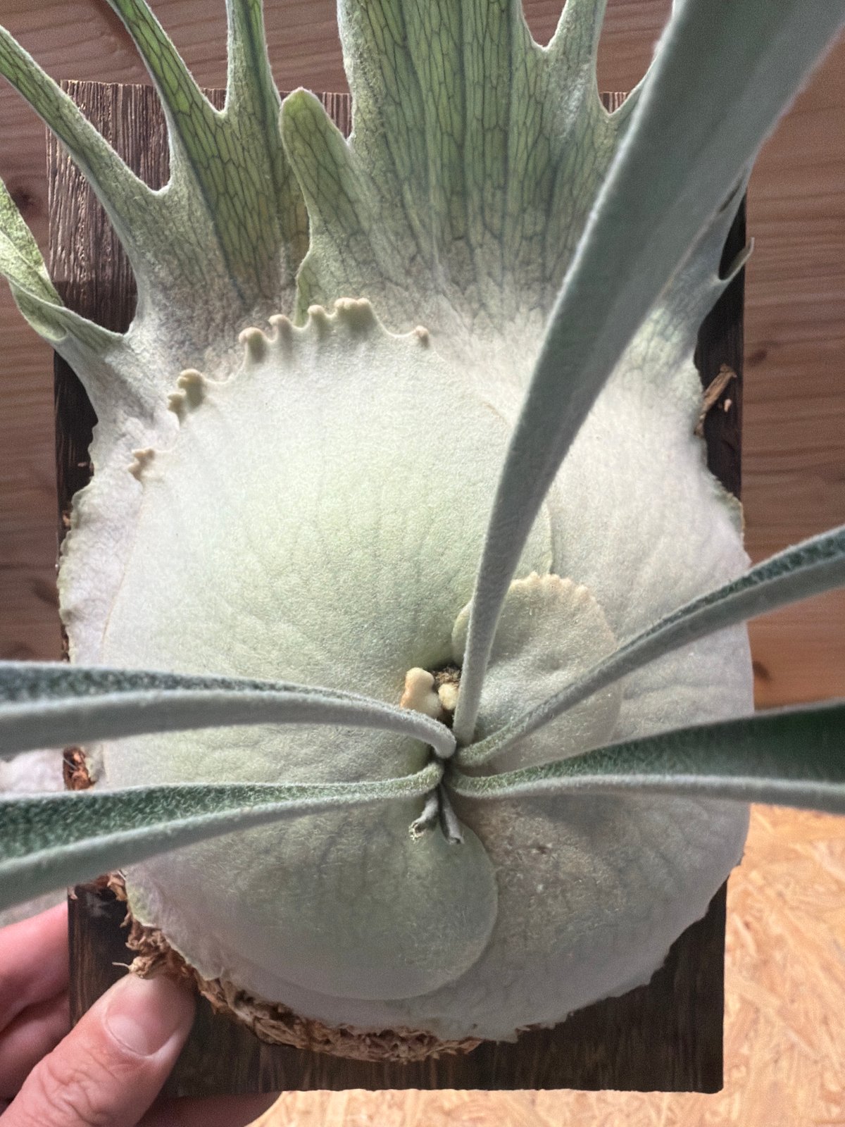 ビカクシダ ベイチー ワイルド | GREEN LUCK