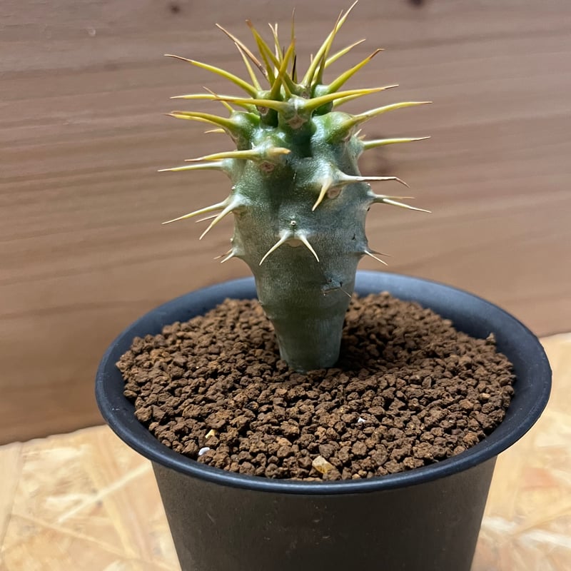 パキポディウム アンボンゲンセ | GREEN LUCK