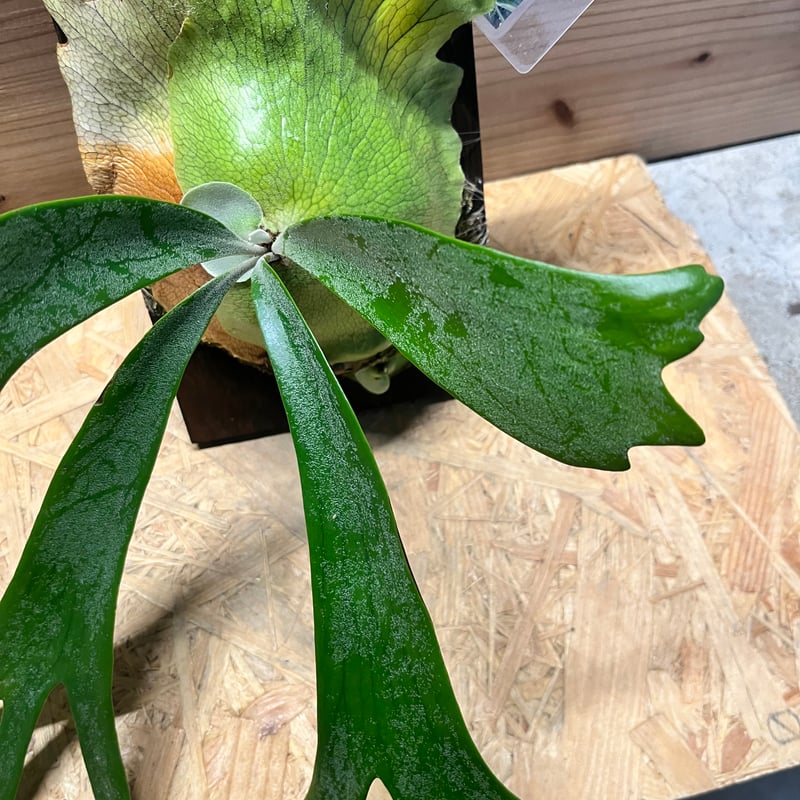 ritv☆ビカクシダ☆特別出品株 ビカクシダ 'ティッピー' | GREEN LUCK