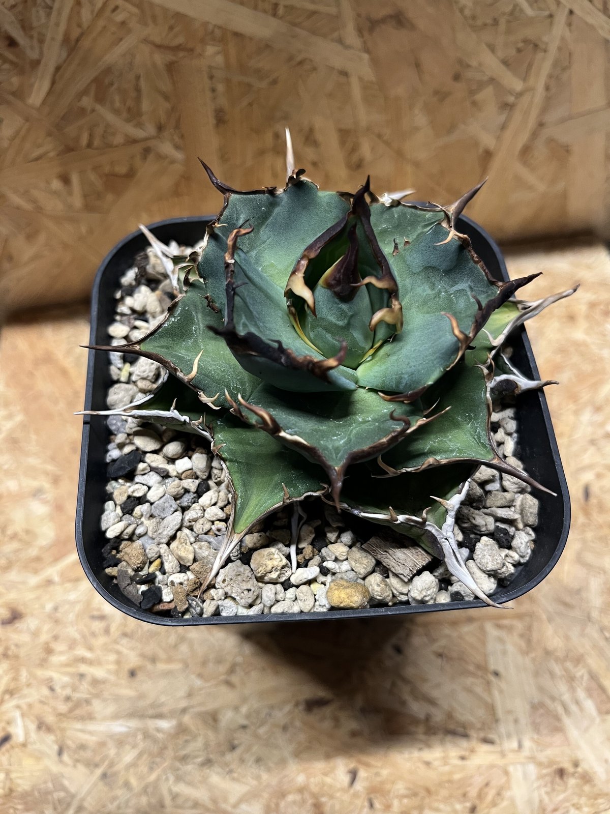 fit=scale-down,w=1200