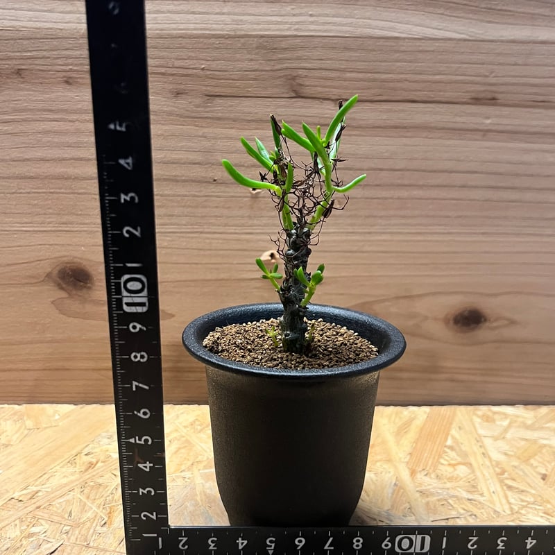 チレコドン ニグリカウリス | GREEN LUCK