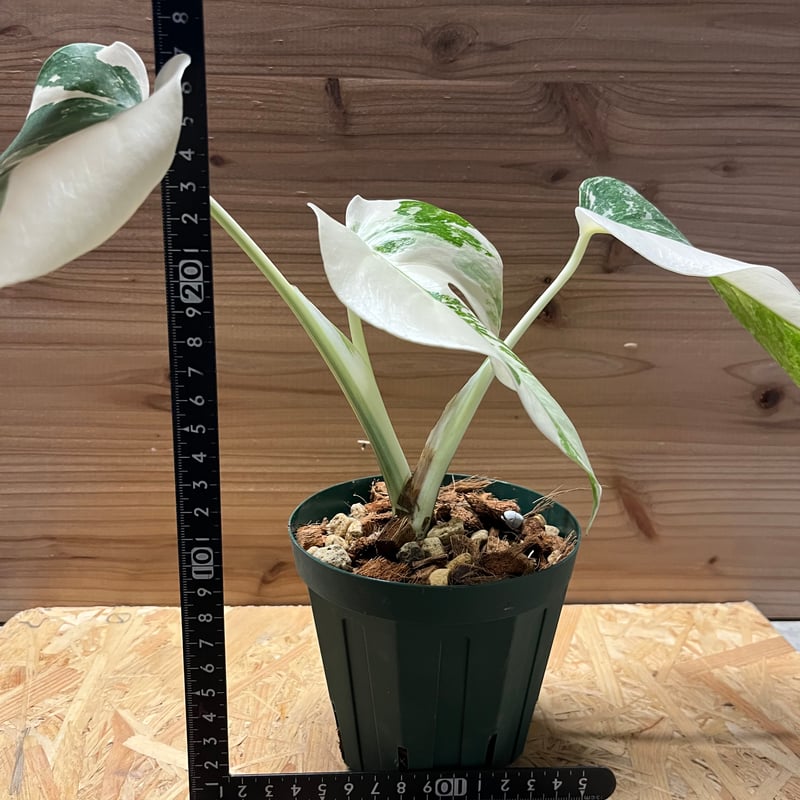 極斑入り モンステラ ボルシギアナ バリエガータ | GREEN LUCK