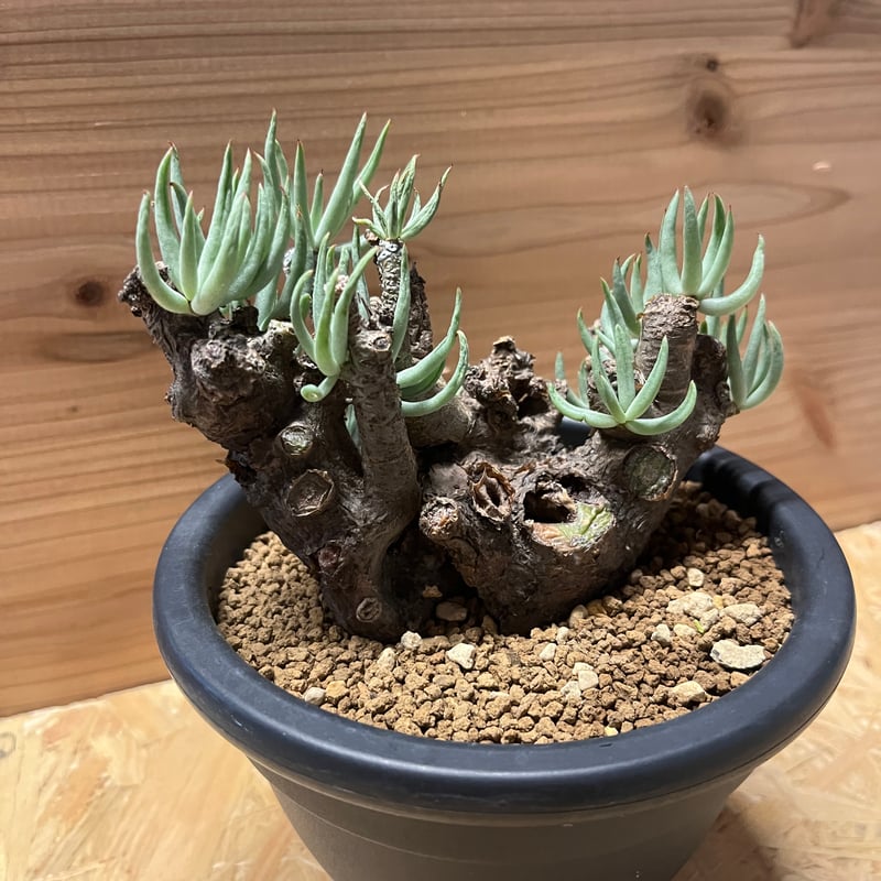 チレコドン ペアルソニー | GREEN LUCK