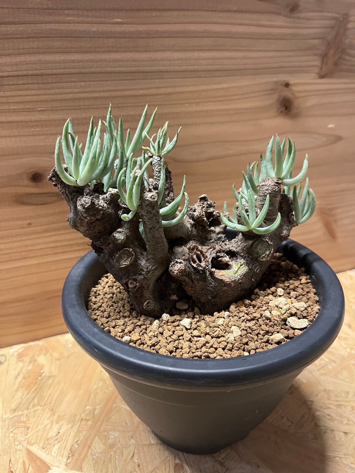 チレコドン ペアルソニー | GREEN LUCK