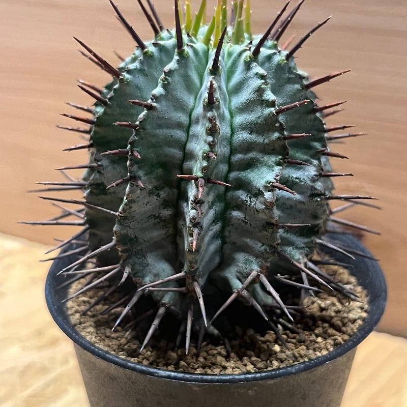 カ*ン様 ユーフォルビア　ホリダ　鉢底から約60cm　特大株　サボテン　柱サボテ Euphorbia horrida. ユーフォルビア ホリダ 前回ののむラジオで
