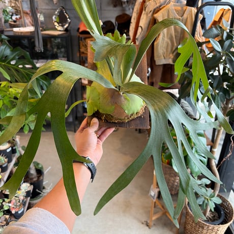 ビカクシダ | STORES