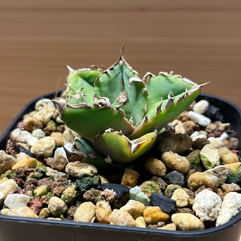 アガベ チタノタ 清櫻 | GREEN LUCK