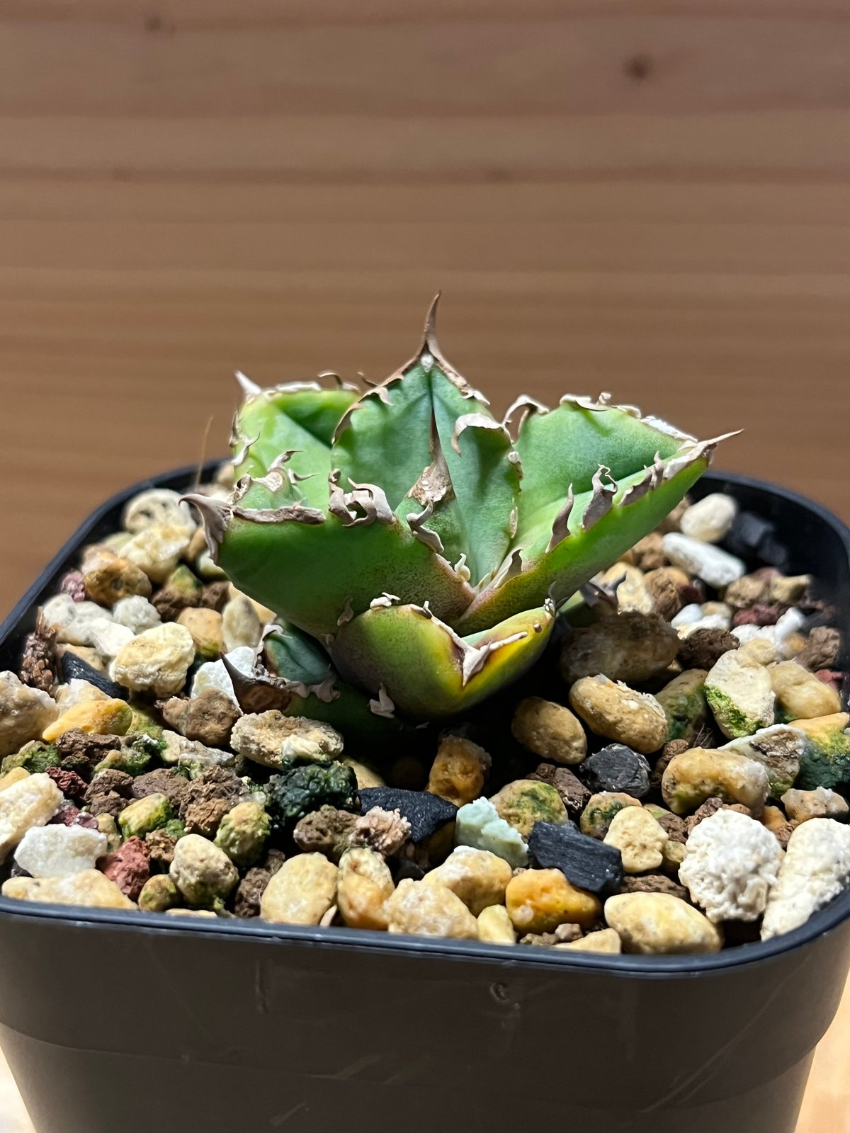 アガベ チタノタ 清櫻 | GREEN LUCK