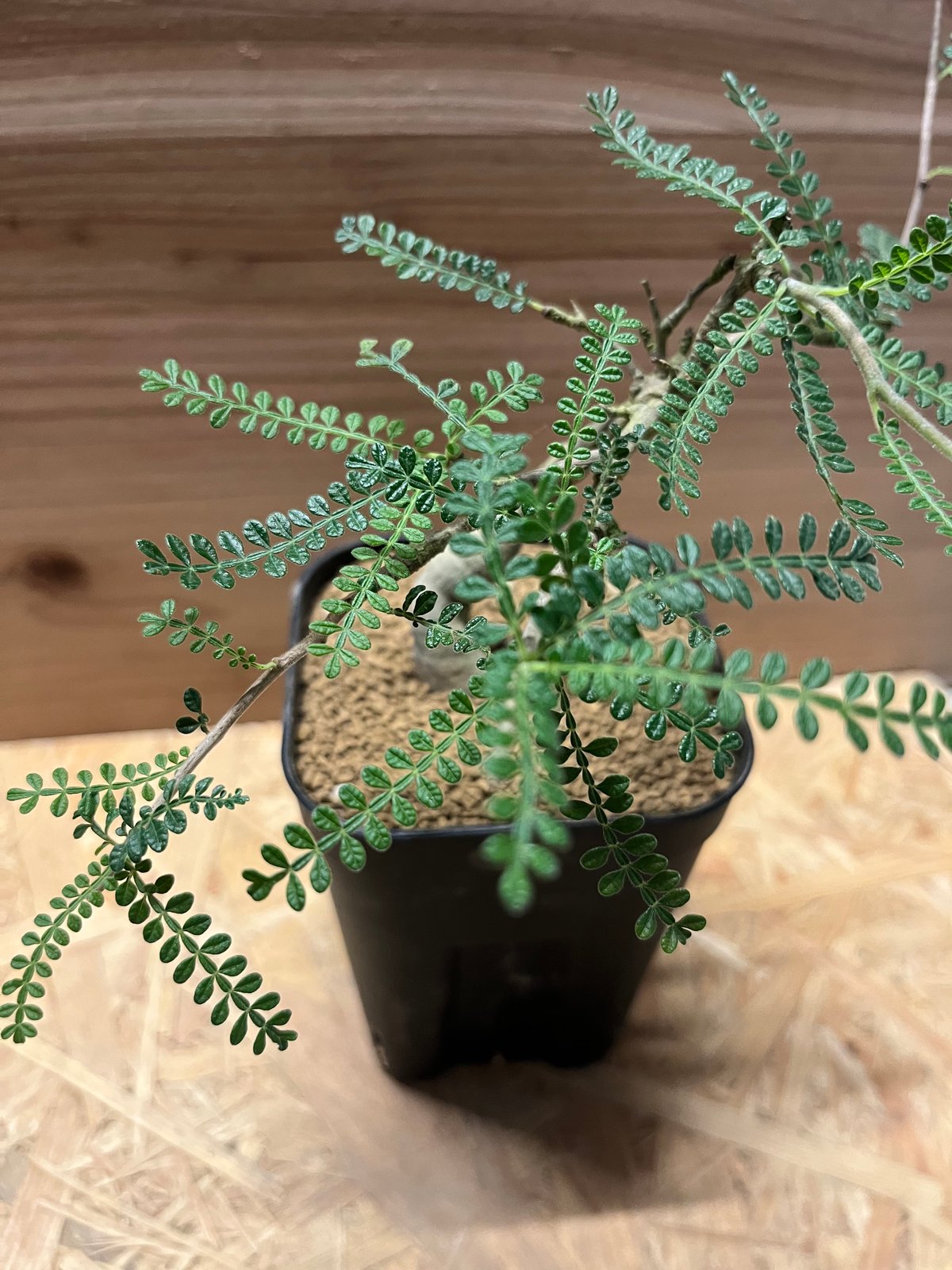 オペルクリカリア ヒファエノイデス | GREEN LUCK